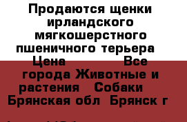 Продаются щенки ирландского мягкошерстного пшеничного терьера › Цена ­ 30 000 - Все города Животные и растения » Собаки   . Брянская обл.,Брянск г.